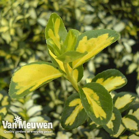 Euonymus fortunei 'Blonde Beauty'