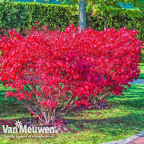 Euonymus alatus 'Compactus'