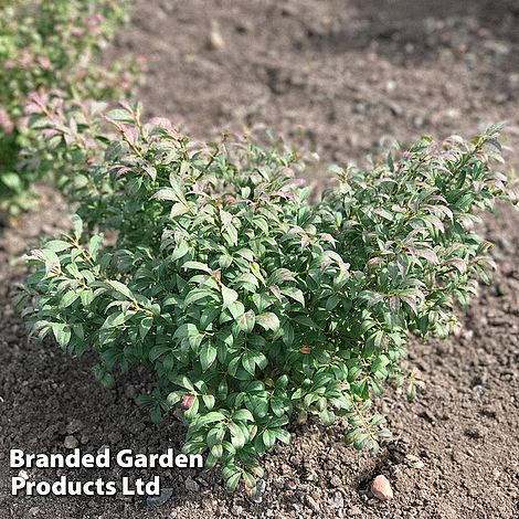 Euonymus alatus 'Unforgettable Fire'