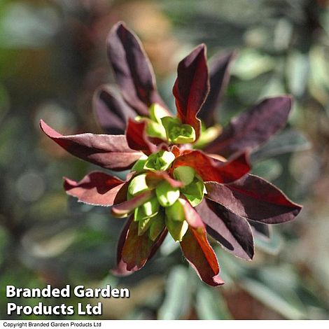 Euphorbia Amygdaloides Purpurea