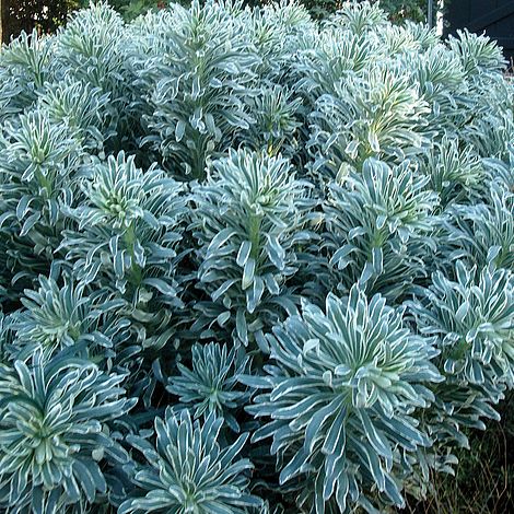 Euphorbia characias 'Glacier Blue'