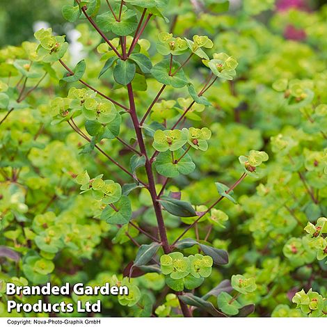 Euphorbia martinii 'Walberton's Ruby Glow'