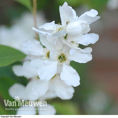 Exochorda x macrantha 'The Bride'