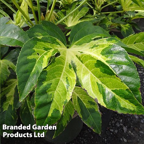 Fatsia 'Camouflage'