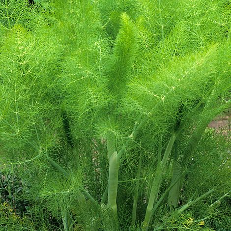 Fennel