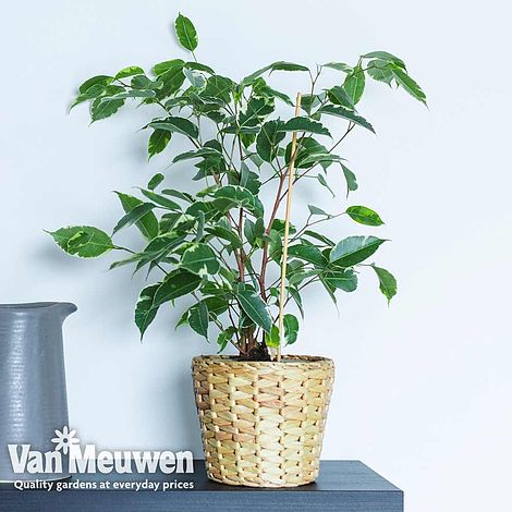 Ficus benjamina (House Plant)