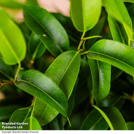 Ficus benjamina 'Natasja'