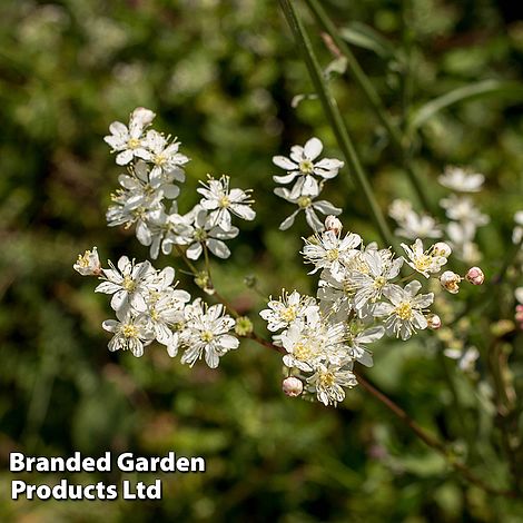 Filipendula hexapetala