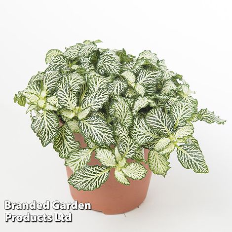 Fittonia White Tiger'