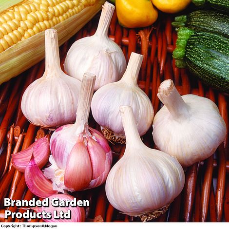 Garlic 'Flavor' (Spring Planting)