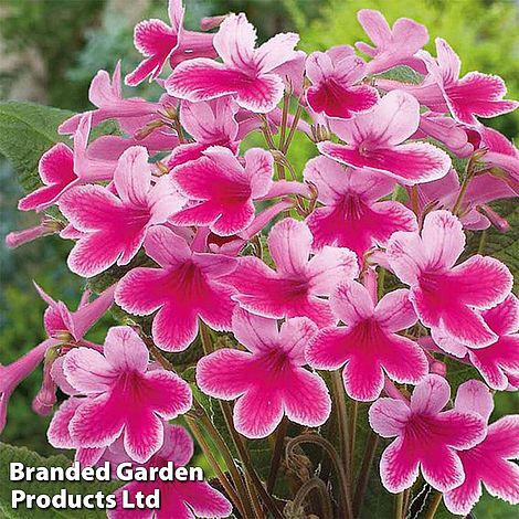 Streptocarpus 'Caitlin'