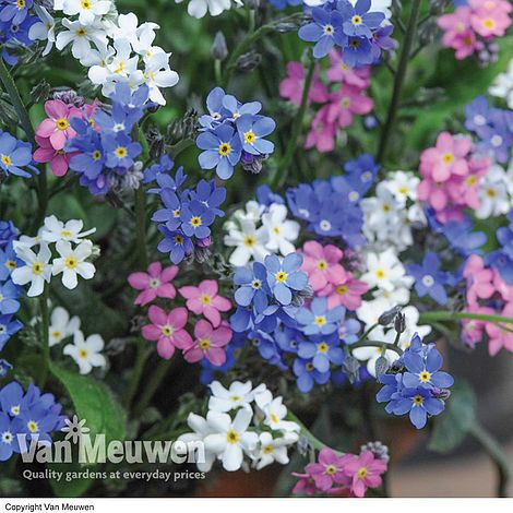 Forget-Me-Not 'Sylva Mixed' (Garden Ready)