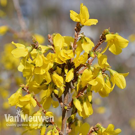 Forsythia x intermedia 'Mini Gold' (Dwarf)