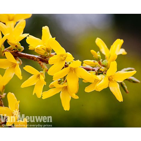 Forsythia x intermedia 'Lynwood Variety'