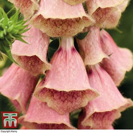 Foxglove 'Summer King'