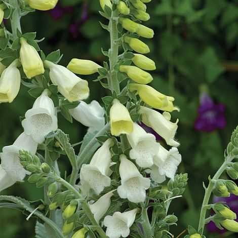 Foxglove 'Silver Cub'