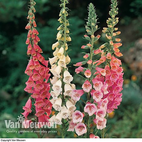 Foxglove 'Excelsior Hybrid Mixed'