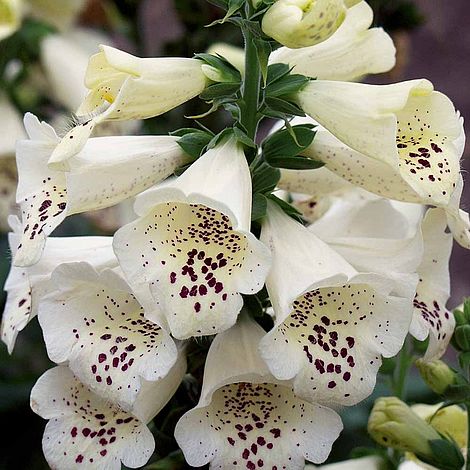 Foxglove 'Camelot Cream'