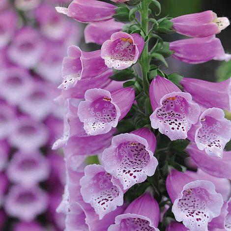 Foxglove 'Dalmation Purple'