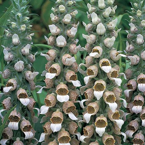 Foxglove lanata