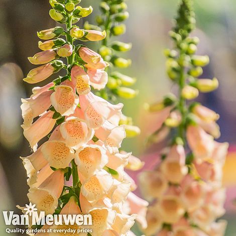 Foxglove 'Apricot'