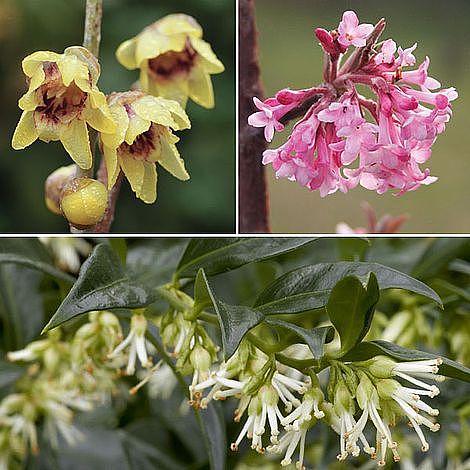 Potted Shrub Chimonanthus Wintersweet Easy to Grow Hardy Plant for Outdoors with Highly Fragrant Winter Flowers 1 x Chimonanthus Wintersweet Plant in 9cm a Pots by Thompson & Morgan