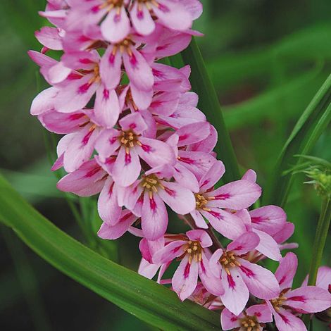 Francoa sonchifolia 'Pink Giant'