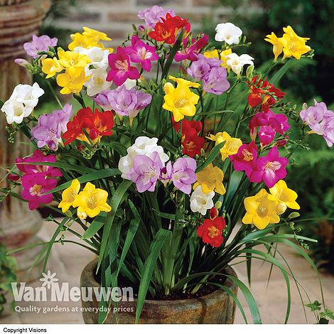 Freesia Mixed