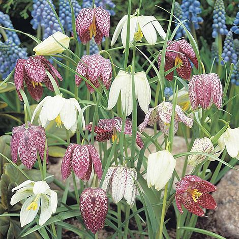 Fritillaria meleagris (Mixed)