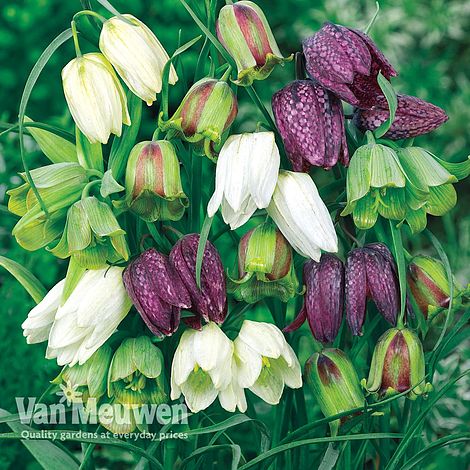 Fritillaria meleagris 'Spring Bells'