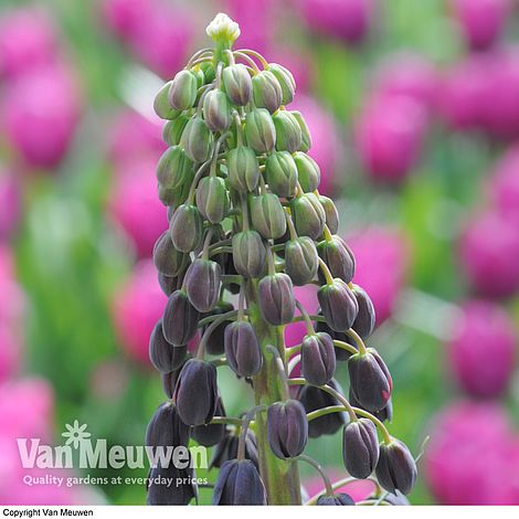 Fritillaria persica