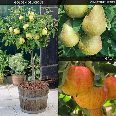 Mini Apple and Pear Tree Collection