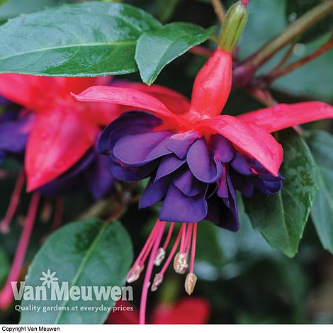 Fuchsia 'Dollar Princess'