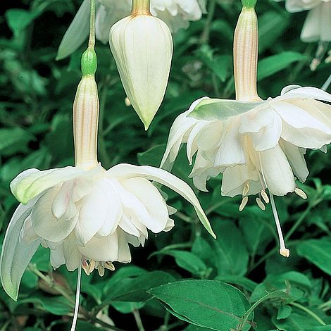 Fuchsia 'Pink Marshmallow' (Giant)