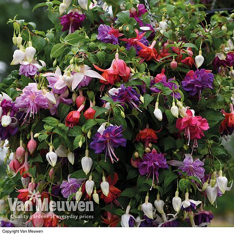 Giant-Flowered Fuchsia Collection