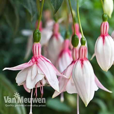 Fuchsia 'Happy Wedding Day'