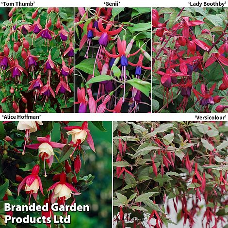 Fuchsia 'Hardy Potted Collection'