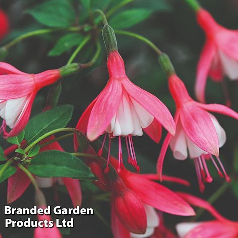 Fuchsia 'Lady Thumb' (Hardy)