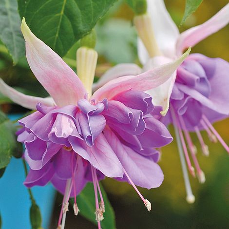4 X Quasar Double Flowered Fuchsia