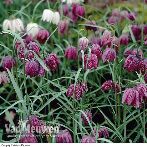 Fritillaria meleagris