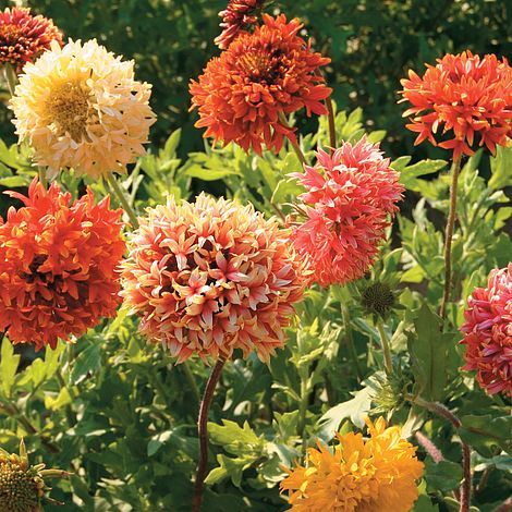 Gaillardia pulchella 'Razzledazzle'