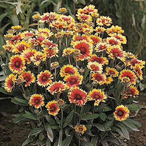 Gaillardia aristata 'Goblin'