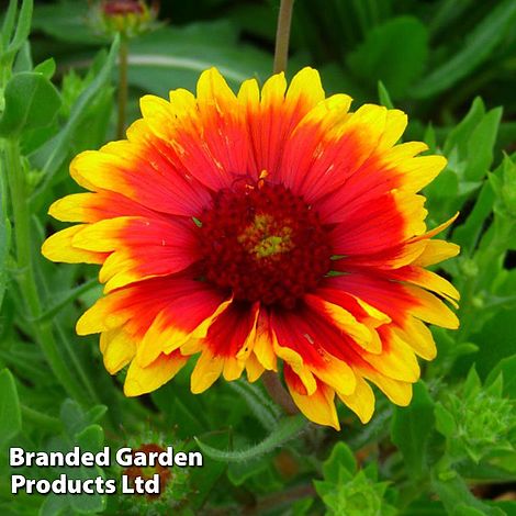 Gaillardia aristata Giant hybrids