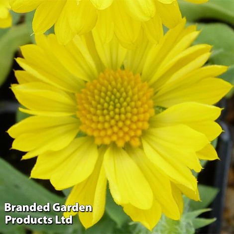 Gaillardia aristata Mesa Yellow