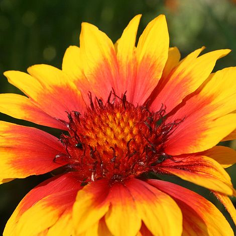 Gaillardia x grandiflora 'Kobold'