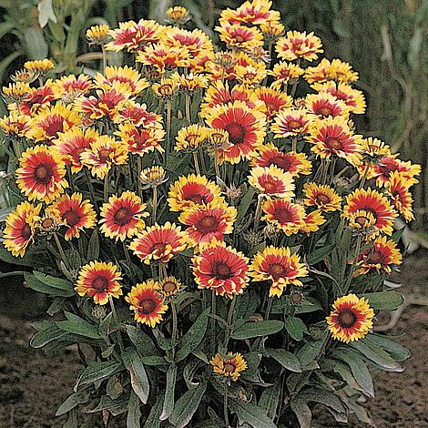 Gaillardia x grandiflora 'Kobold'