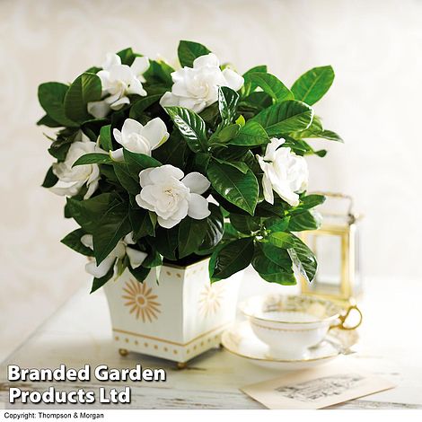 Gardenia 'Deluxe' (House Plant)