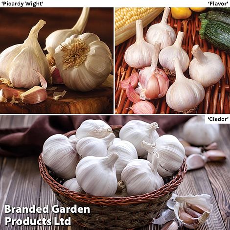 Garlic (Spring) Lovers Collection