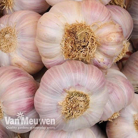 Garlic 'Carcassonne Wight' (Spring/Autumn Planting)