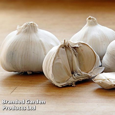 Garlic (Autumn) Extra Early Wight